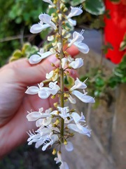 Coleus forsteri