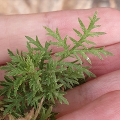 Achillea ligustica