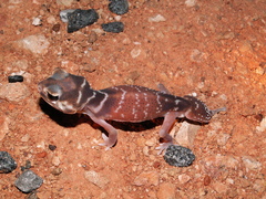 Nephrurus levis levis