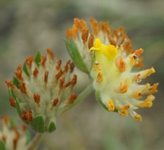 Anthyllis vulneraria boissieri
