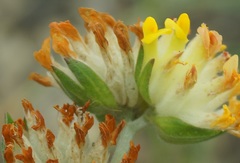 Anthyllis vulneraria boissieri
