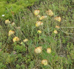 Anthyllis vulneraria boissieri