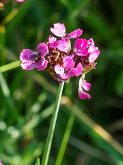 Dianthus pontederae