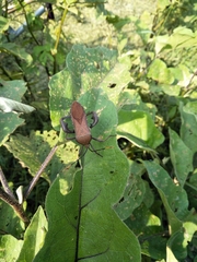 Anoplocnemis phasianus