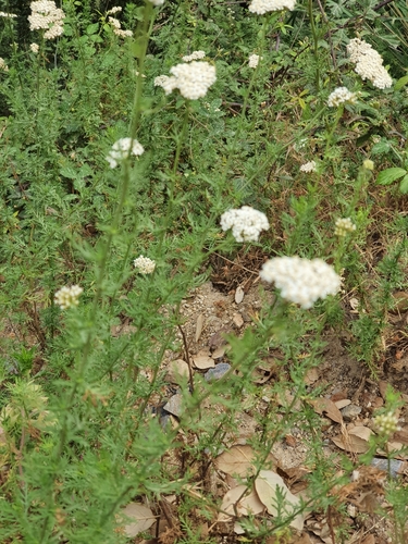 Image of Achillea ligustica by (c) Mehdi Chetibi, some rights reserved (CC BY)