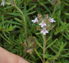 Thymus callieri