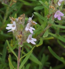 Thymus callieri