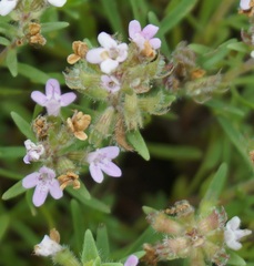 Thymus callieri