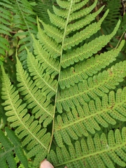 Deparia okuboana