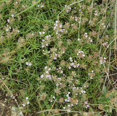 Thymus callieri