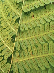 Deparia okuboana