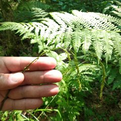 Glyceria lithuanica
