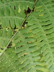 Deparia okuboana
