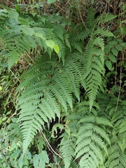 Deparia okuboana