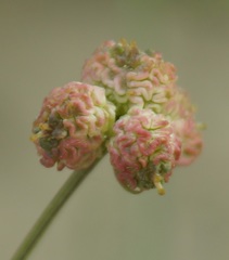 Rumia crithmifolia