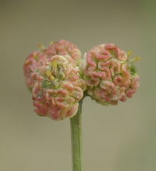 Rumia crithmifolia