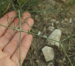 Rumia crithmifolia