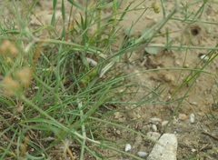 Rumia crithmifolia