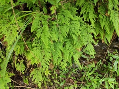Selaginella tamariscina