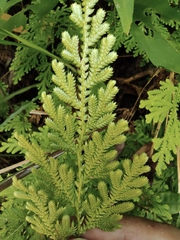 Selaginella tamariscina