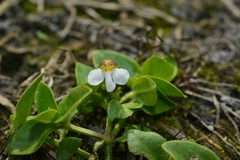 Yamazakia pusilla