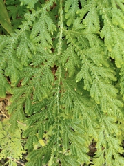 Selaginella tamariscina