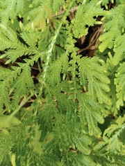Selaginella tamariscina