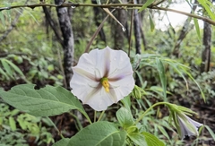 Lycianthes ciliolata