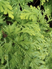 Selaginella tamariscina