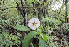Lycianthes ciliolata