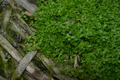 Callitriche peploides