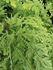 Selaginella tamariscina