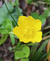 Ranunculus montanus