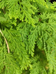 Selaginella tamariscina