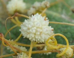 Cuscuta approximata