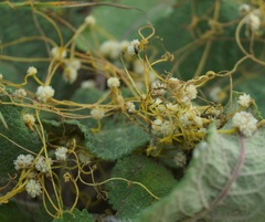 Cuscuta approximata