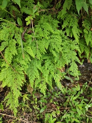 Selaginella tamariscina