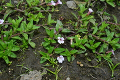 Limnophila aromatica