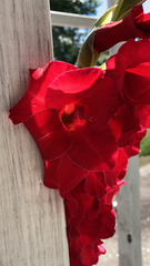 Gladiolus × hortulanus