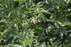 Papilio multicaudata