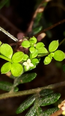 Galium propinquum