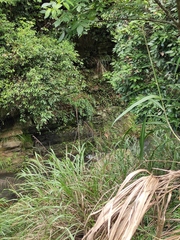 Polygonatum cyrtonema