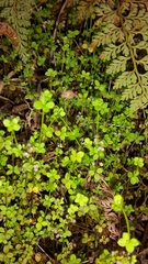 Galium propinquum