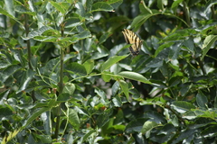 Papilio multicaudata