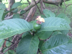 Psidium guajava