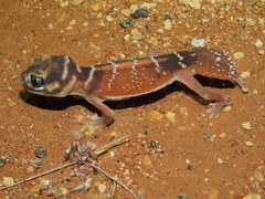 Nephrurus levis levis