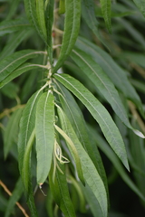 Salix alba