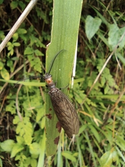 Neochauliodes sinensis