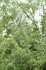Salix alba