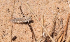 Sphingonotus imitans
